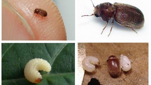 Как чистить кухонный шкаф после удаления жуков-кругляков. Как вывести жуков из шкафов и кухни