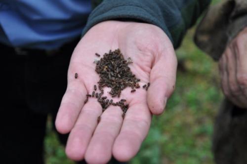 Какие меры предосторожности можно принять, чтобы предотвратить появление жуков-кругляков в доме. Чем опасен короед