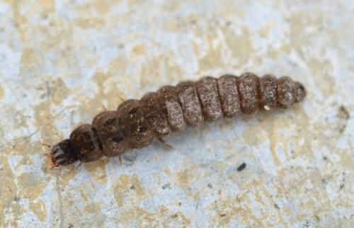 Могут ли жучки нанести вред здоровью людей или животных. Жуки-пожарники — чем они отличаются от солдатиков?