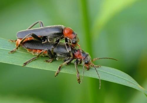 Могут ли жучки нанести вред здоровью людей или животных. Жуки-пожарники — чем они отличаются от солдатиков?