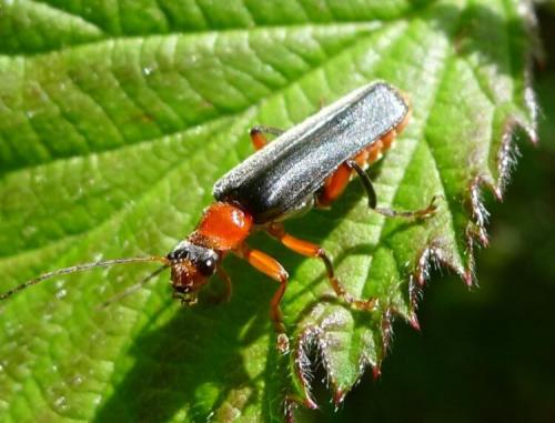 Могут ли жучки нанести вред здоровью людей или животных. Жуки-пожарники — чем они отличаются от солдатиков?