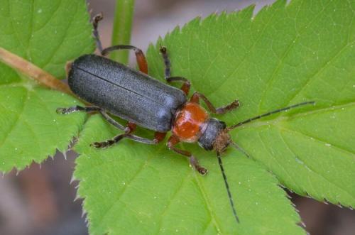 Могут ли жучки нанести вред здоровью людей или животных. Жуки-пожарники — чем они отличаются от солдатиков?