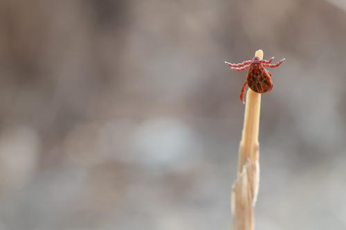 Как можно использовать запахи или ароматы для отпугивания клещей. Улавливают запах человека за 10 метров