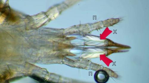 Какие условия наиболее благоприятны для появления пылевых клещей в мебели и коврах. Маленькие монстры, что живут в каждой квартире. Всё, что нужно знать о пылевых клещах