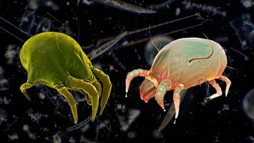 Какие условия наиболее благоприятны для появления пылевых клещей в мебели и коврах. Маленькие монстры, что живут в каждой квартире. Всё, что нужно знать о пылевых клещах