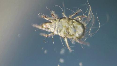 Какие условия наиболее благоприятны для появления пылевых клещей в мебели и коврах. Маленькие монстры, что живут в каждой квартире. Всё, что нужно знать о пылевых клещах