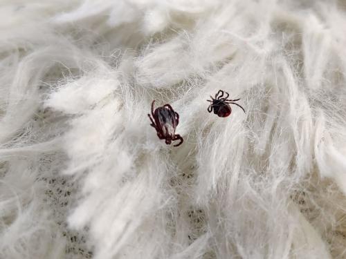 Эффективные способы борьбы с клещами на вашем участке 10 Эффективные способы борьбы с клещами на вашем участке 10