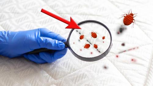 Какие методы наиболее эффективны для удаления пылевых клещей из постели. Как бороться с пылевыми клещами дома: простые и действенные способы для каждого