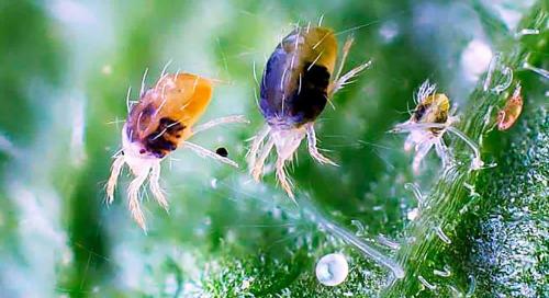 Эффективные методы: как я наконец избавилась от клещей в пыли 02 Эффективные методы: как я наконец избавилась от клещей в пыли 02