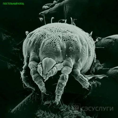 Как определить, что в доме появились клещи. Постельные клещи