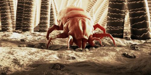 Как клещи попадают в жилище человека 08 Как клещи попадают в жилище человека 08