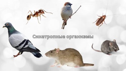 Какие условия наиболее благоприятны для появления пылевых клещей в мебели и коврах. Маленькие монстры, что живут в каждой квартире. Всё, что нужно знать о пылевых клещах