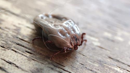 Эффективные способы борьбы с клещами на вашем участке 12 Эффективные способы борьбы с клещами на вашем участке 12