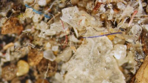 Какие условия наиболее благоприятны для появления пылевых клещей в мебели и коврах. Маленькие монстры, что живут в каждой квартире. Всё, что нужно знать о пылевых клещах