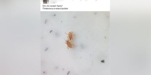 Полное руководство: как избавиться от клещей в квартире быстро и безопасно 01