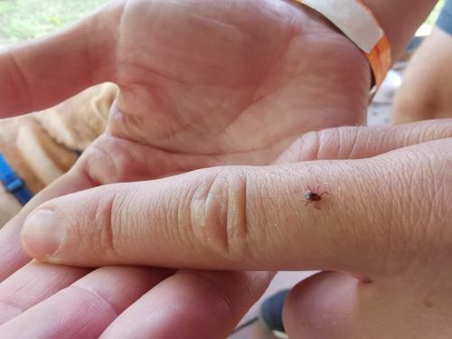 Можно ли избавиться от клещей без использования химических средств. Масло и муравьи не спасут