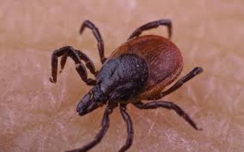 Как бороться с клещами на дачном участке: причины появления и эффективные методы 01 Как бороться с клещами на дачном участке: причины появления и эффективные методы 01