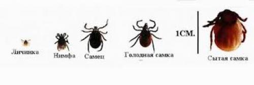 Как бороться с клещами на дачном участке: причины появления и эффективные методы 02 Как бороться с клещами на дачном участке: причины появления и эффективные методы 02
