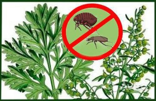 Эффективные способы убрать блох и клещей из дома навсегда 06 Эффективные способы убрать блох и клещей из дома навсегда 06