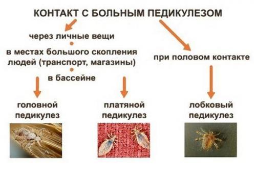 Полное руководство: как эффективно избавиться от клещей в волосах 03
