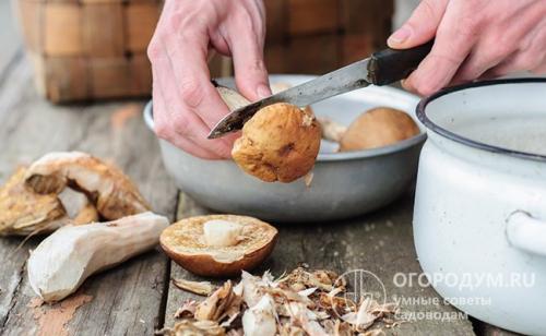 Сколько можно хранить свежие грибы в холодильнике. Кратковременное хранение