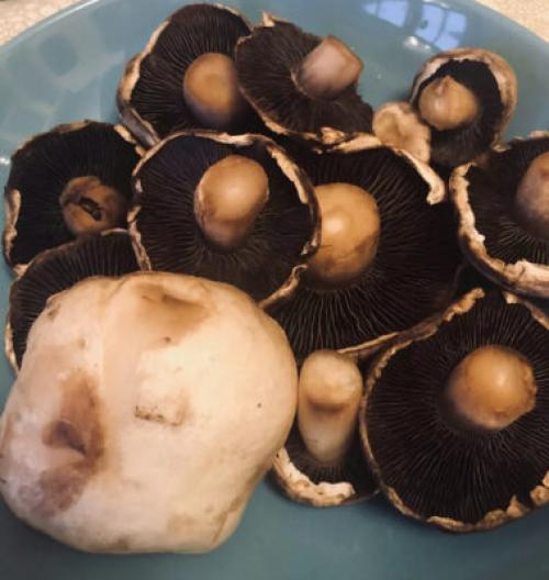 Как понять, что шампиньоны испорчены. Как понять, что шампиньоны испортились: главные признаки