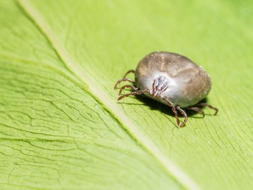 Эффективные способы избавиться от клещей в вашем дворе 02 Эффективные способы избавиться от клещей в вашем дворе 02