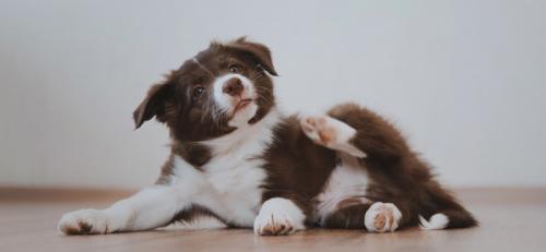 Как защитить детей и домашних животных от блох и клещей. Как защитить щенка от блох и клещей?