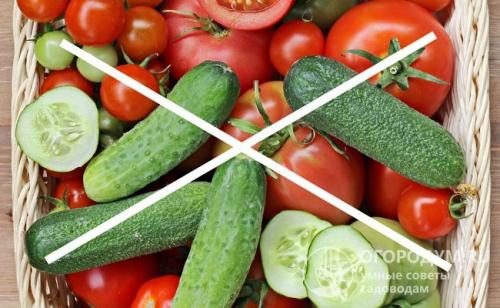 Как дома хранить свежие огурцы. Способы хранения