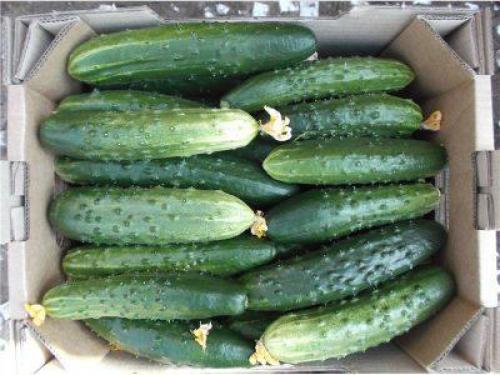 Хранить свежие огурцы для лучшей сохранности. Грамотный подбор плодов 11