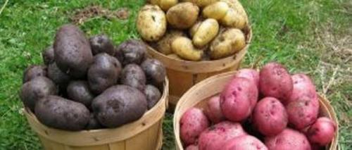 Как сохранить свежие огурцы на зиму. Как сохранить огурцы свежими до Нового года