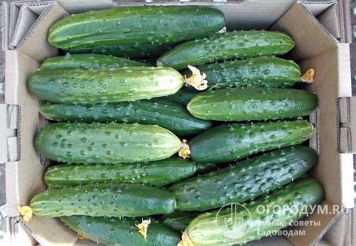 Как дома хранить свежие огурцы. Способы хранения