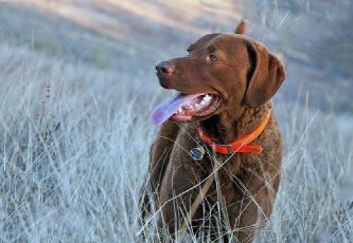 Как избавиться от блох и клещей в доме: 4 проверенных метода 01 Как избавиться от блох и клещей в доме: 4 проверенных метода 01