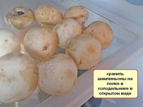 Сколько можно хранить шампиньоны в холодильнике. Сколько хранятся в холодильнике свежие шампиньоны — всё зависит от упаковки