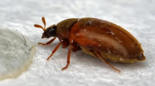 Как избавиться от жучков в комнате для хранения одежды. Какие жучки заводятся в квартире и как от них избавиться?