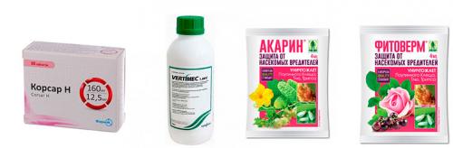 Как избавиться от жучков в комнате для хранения бумаг. Как избавиться от сеноедов в квартире