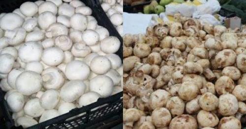 Срок годности у шампиньонов. Хранение в холодильнике 04 Срок годности у шампиньонов. Хранение в холодильнике 04