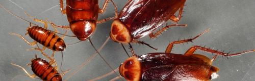 Сколько стоит дезинфекция квартиры от тараканов. Цены на дезинфекцию от тараканов: