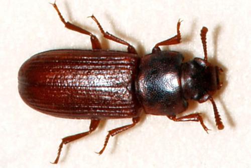 Как предотвратить появление жучков на кухне. Какие жучки заводятся на кухне