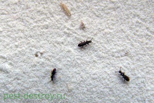 Какие профессиональные средства можно использовать для борьбы с жучками на кухне. Способы профилактики и борьбы с жучками, которые завелись на вашей кухне в крупах