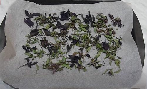 Как хранить базилик на зиму. Как заготовить базилик на зиму — ТОП 15 лучших рецептов