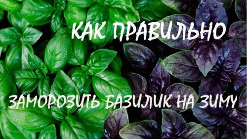 Как заморозить базилик. Как правильно заморозить базилик на зиму: подборка лучших способов