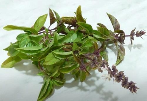 Базилик с чесноком на зиму. Как заготовить базилик на зиму — ТОП 15 лучших рецептов