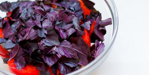 Как хранить базилик летом. Как и где правильно хранить базилик?