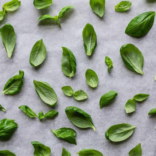 Как хранить базилик на зиму. Как заморозить базилик впрок