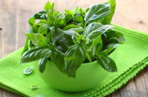 Как хранить базилик в горшочке. Базилик из супермаркета
