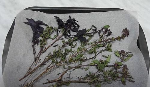 Как хранить базилик на зиму. Как заготовить базилик на зиму — ТОП 15 лучших рецептов