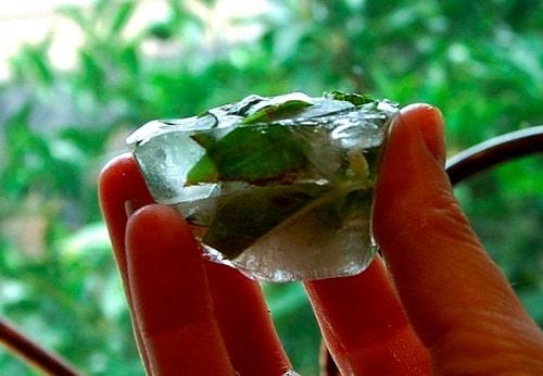 Базилик на зиму в масле с чесноком. Как заготовить базилик на зиму — ТОП 15 лучших рецептов