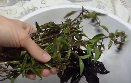 Базилик на зиму в масле с чесноком. Как заготовить базилик на зиму — ТОП 15 лучших рецептов