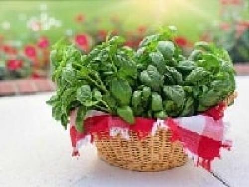 Базилик на зиму в масле с чесноком. Как заготовить базилик на зиму — ТОП 15 лучших рецептов